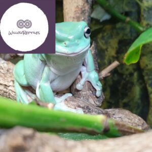 white tree frog for sale
