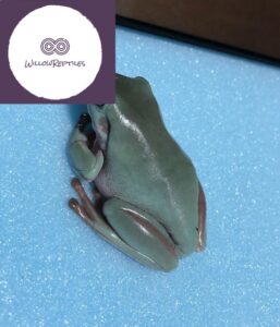white tree frog for sale
