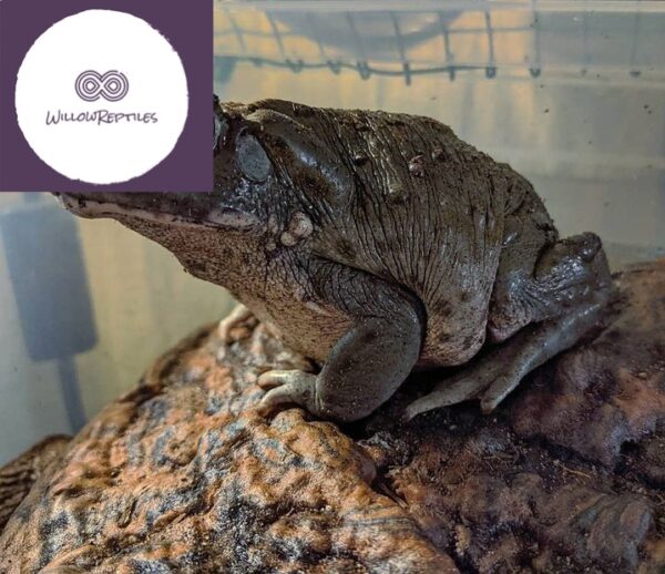 colorado river toad for sale