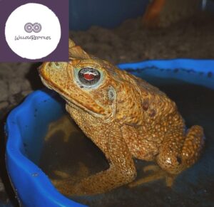 cane toad for sale