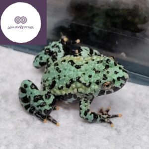 fire-bellied toad