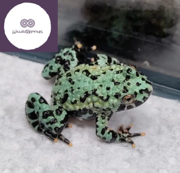 fire-bellied toad
