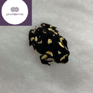 bumblebee toad for sale