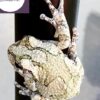 gray tree frog for sale