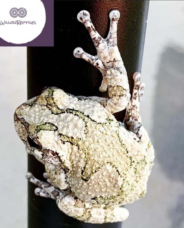 gray tree frog for sale