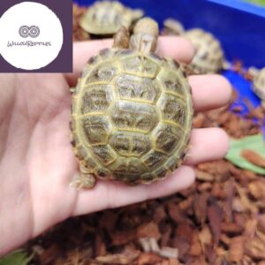 russian tortoise for sale near me