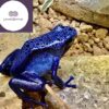 blue poison dart frog for sale