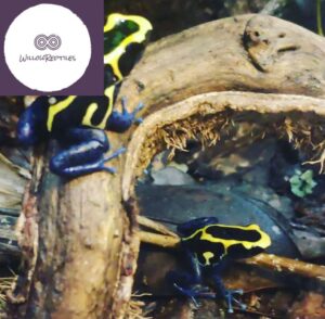 dyeing poison dart frog