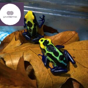 The dyeing poison dart frog