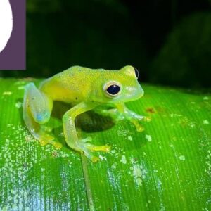 the glass frog