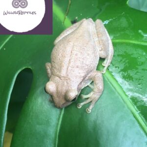 cuban tree frog for sale