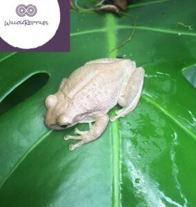 Cuban tree frog for sale