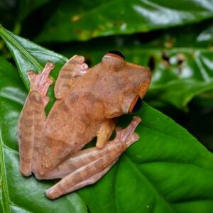 Adult harlequin tree frog for sale