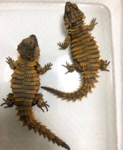 armadillo girdled lizard for sale