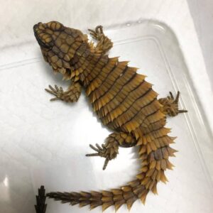 armadillo girdled lizard for sale