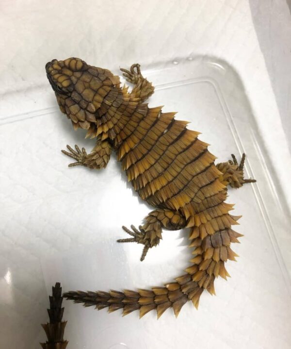 armadillo girdled lizard for sale