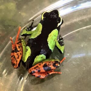 Mantella Baroni For Sale