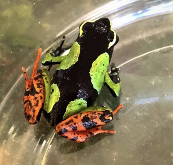 Mantella Baroni For Sale