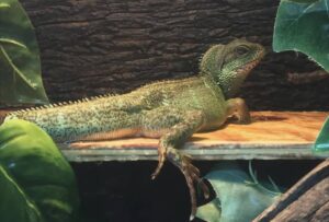 Chinese water dragon for sale