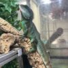 Chinese water dragon for sale