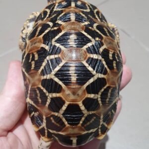 Indian Star Tortoise For Sale