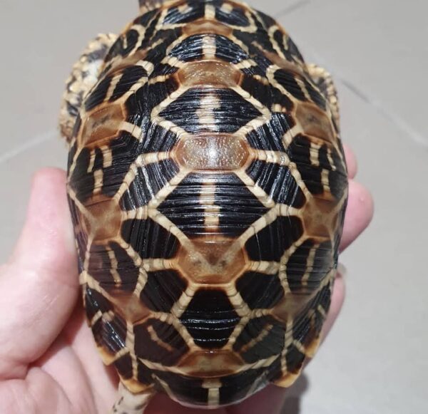 Indian Star Tortoise For Sale