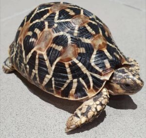 Indian Star Tortoise For Sale