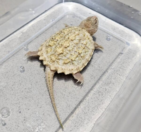 Albino common snapping turtle for sale